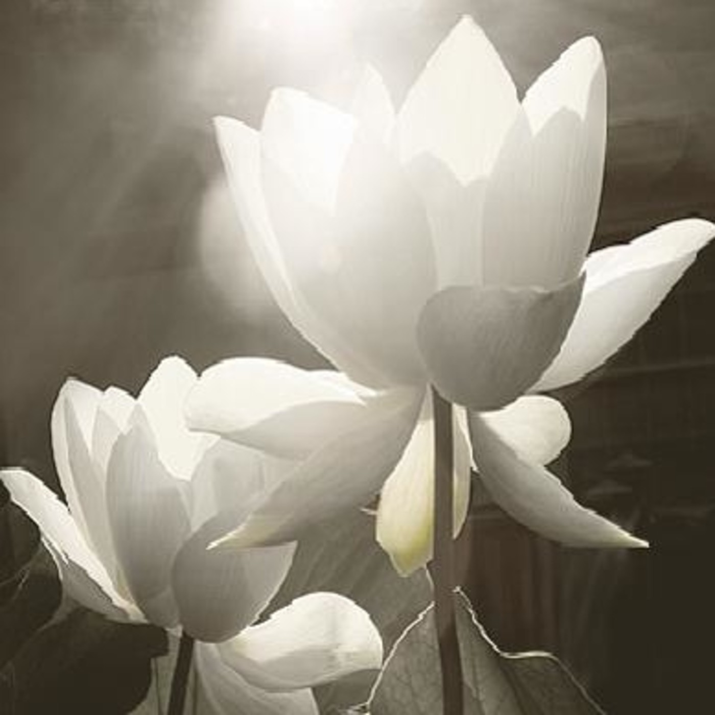 Podcast Reflexiones de Luz y Amor