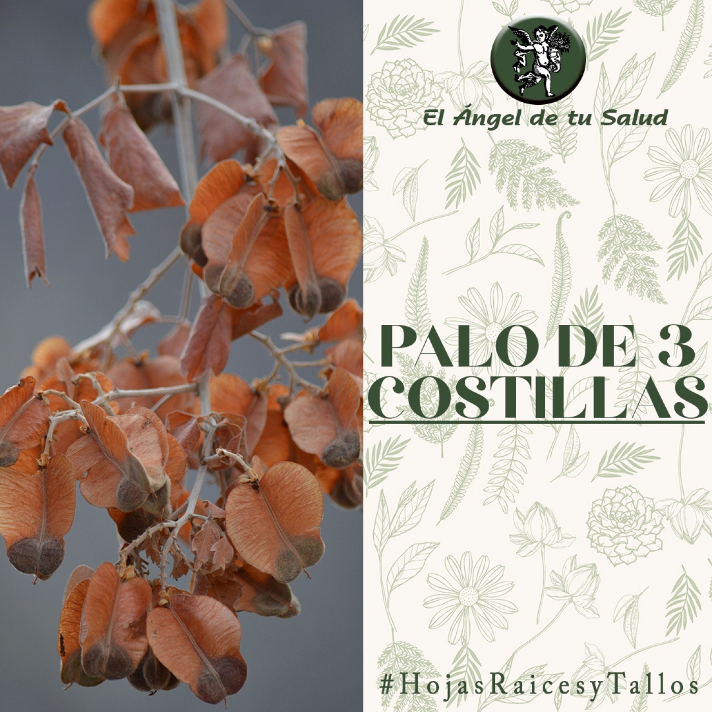 El Ángel de tu Salud - Palo de 3 Costillas** episode artwork