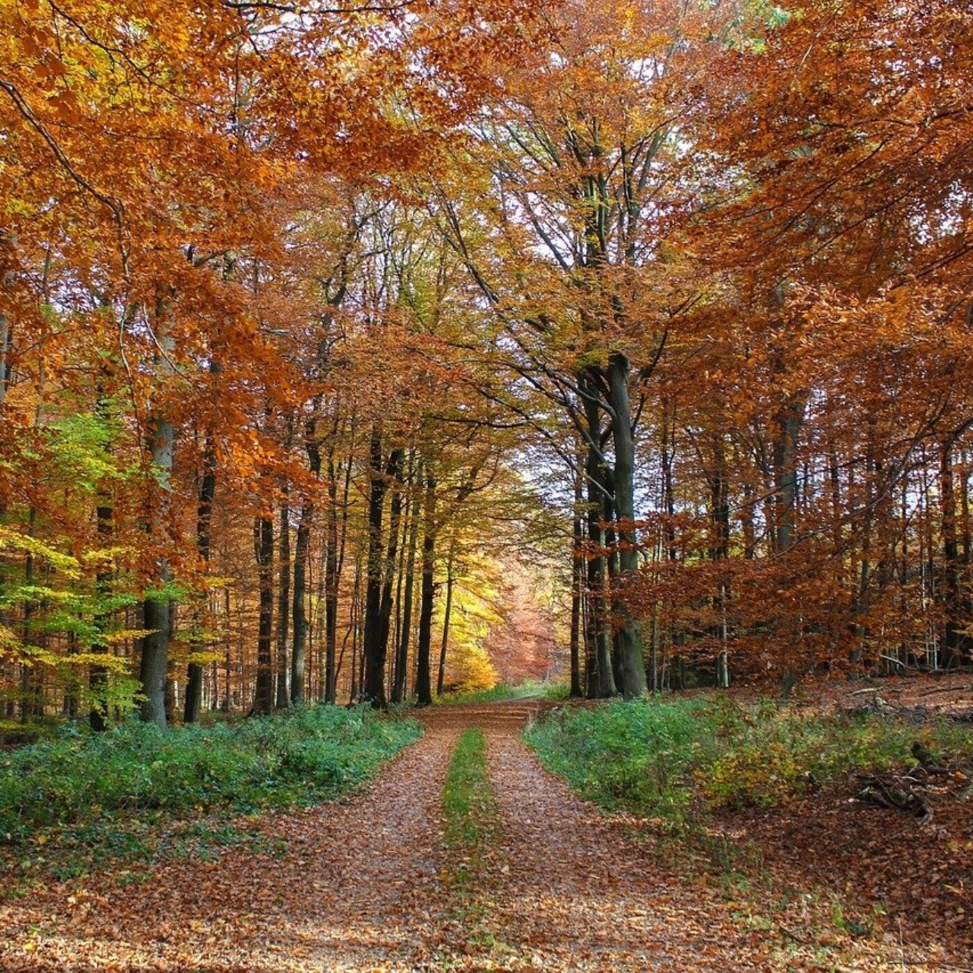 CAMINOS NATURALES