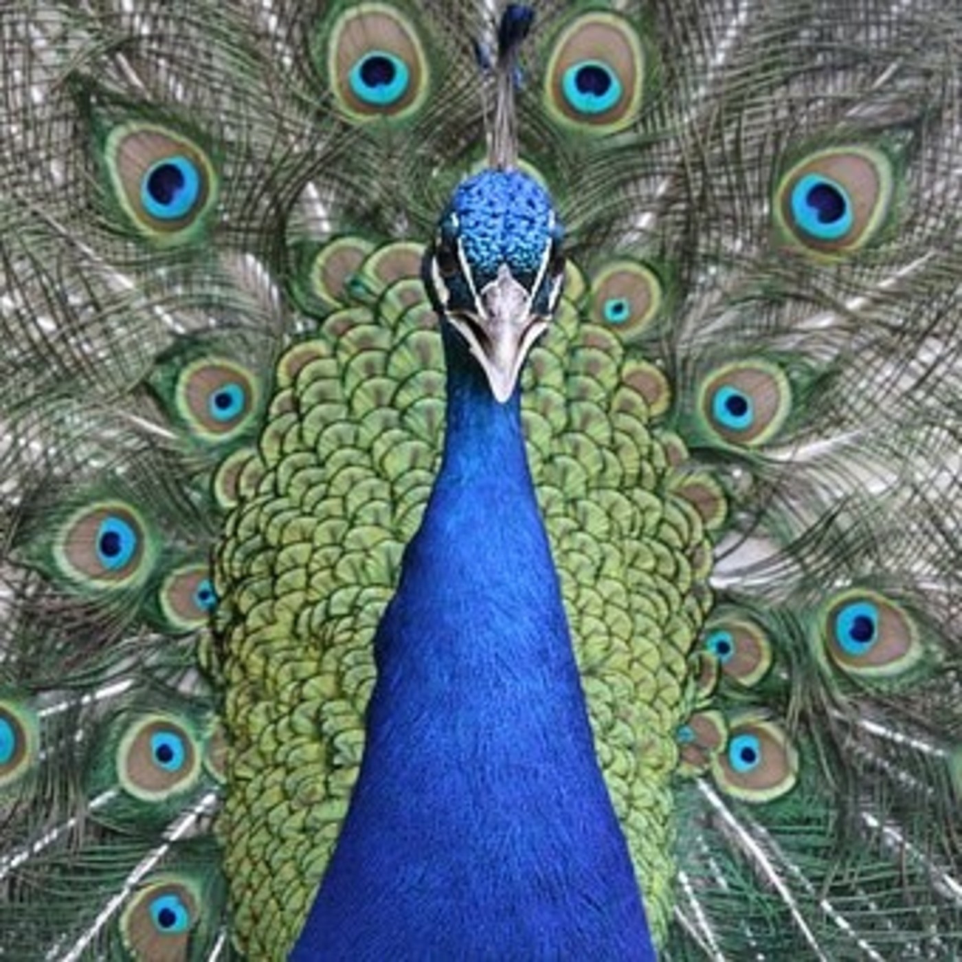 ANIMALES DE PODER
