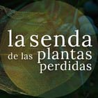 Un brindis a las alturas: Juniperus communis {La Senda de las Plantas Perdidas}