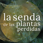 De diosas y hadas que cazan en verde: Artemisia spp. {La Senda de las Plantas Perdidas}