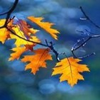 Musica relajante...Naturaleza