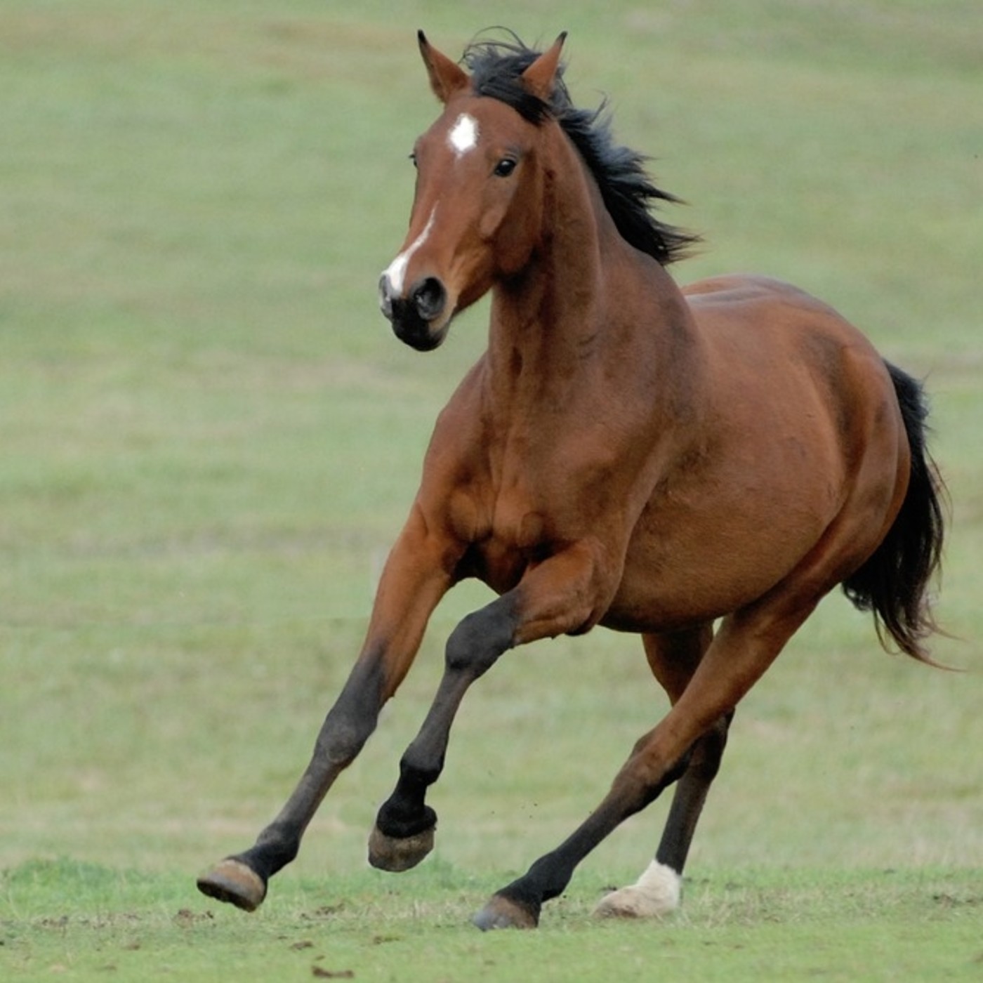 RADIOESCENA MAS D’ENRIC