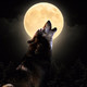 Noche de lobos (16-07-2019)