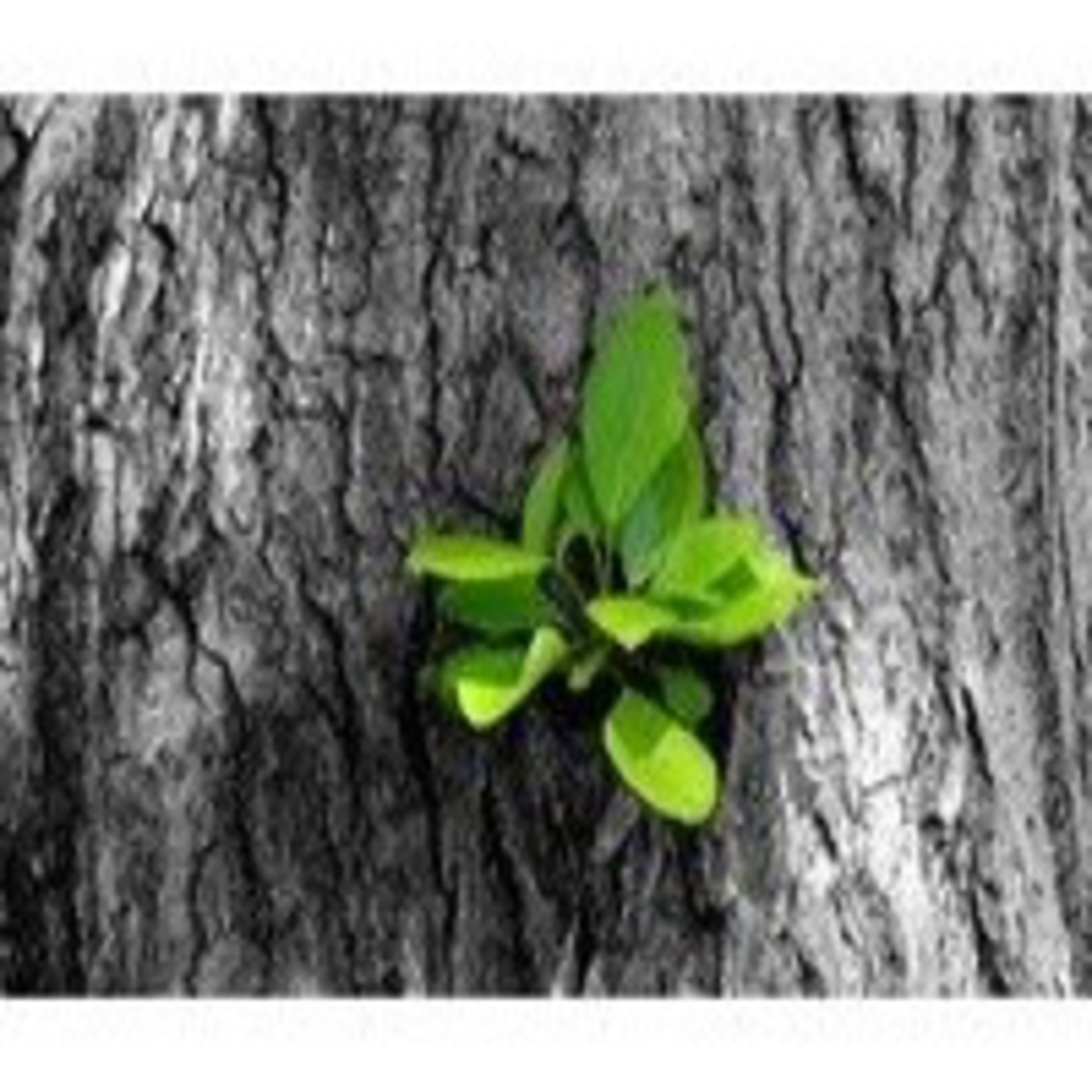 Canalización del Salto Cuántio por Adamus Saint Germain