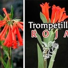 El Ángel de tu Salud - TROMPETILLA ROJA
