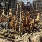 13/06/2016 Cadena Ser Las Palmas '90 Podencos de Mogán Gran Canaria'