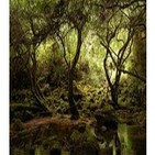 Elficología: seres mágicos del bosque
