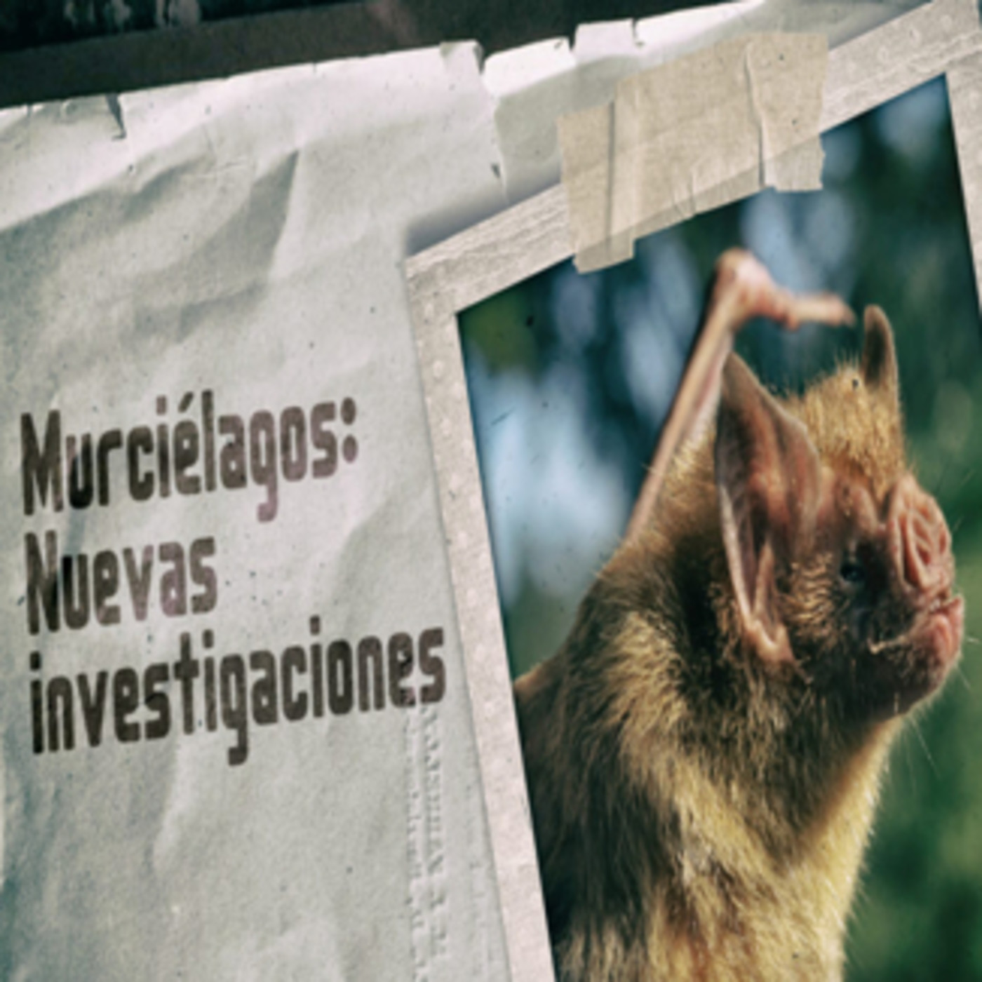 Cuarto milenio: Murciélagos, nuevas investigaciones