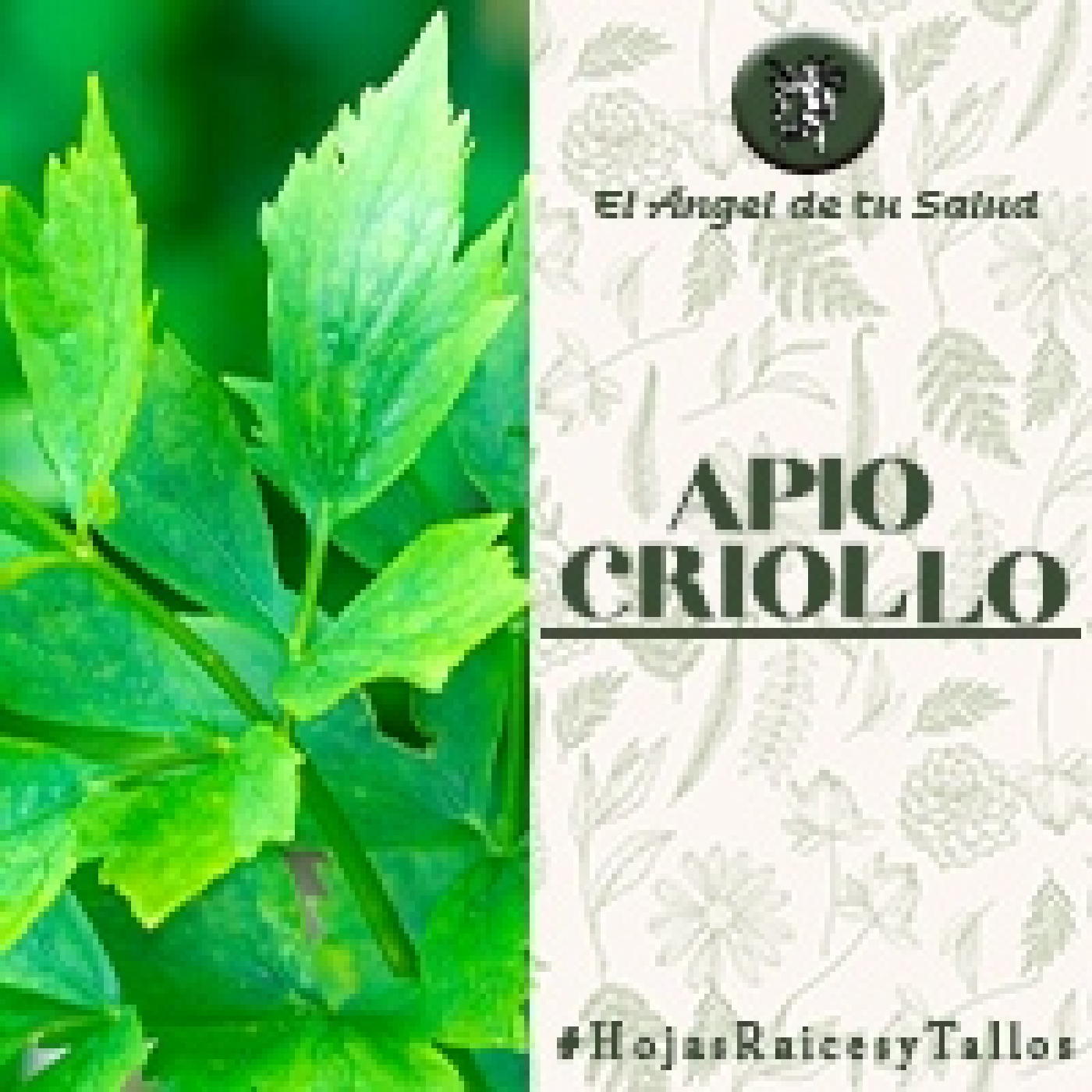 El Ángel de tu Salud - Apio Criollo**