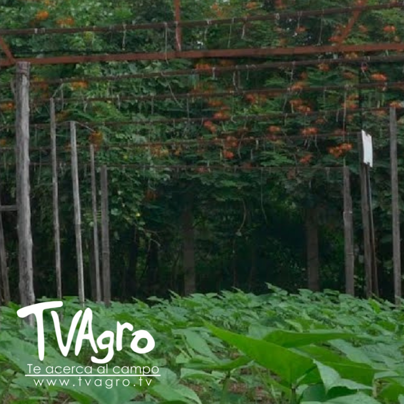 TV AGRO