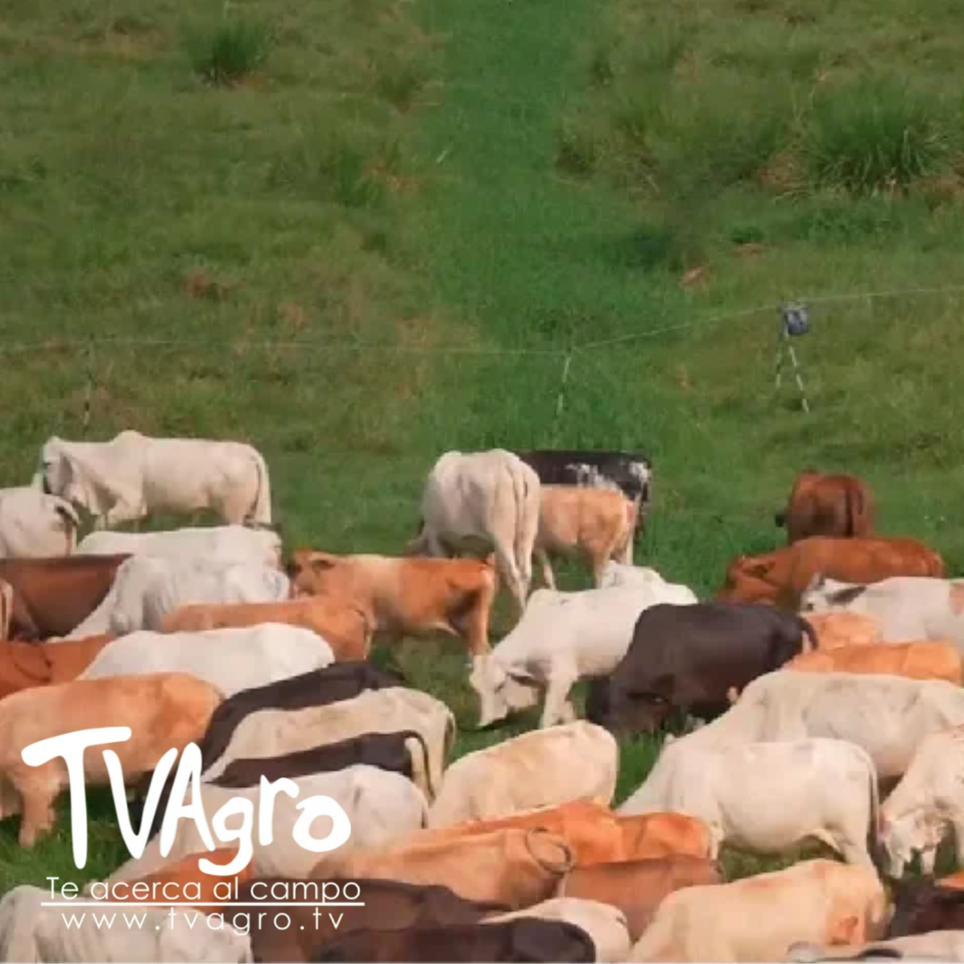 TV AGRO