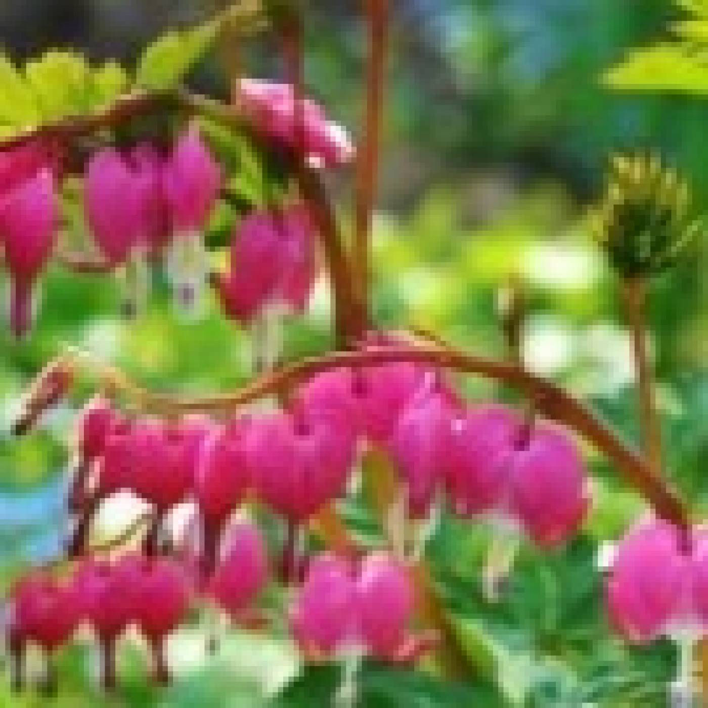 Corazones latentes