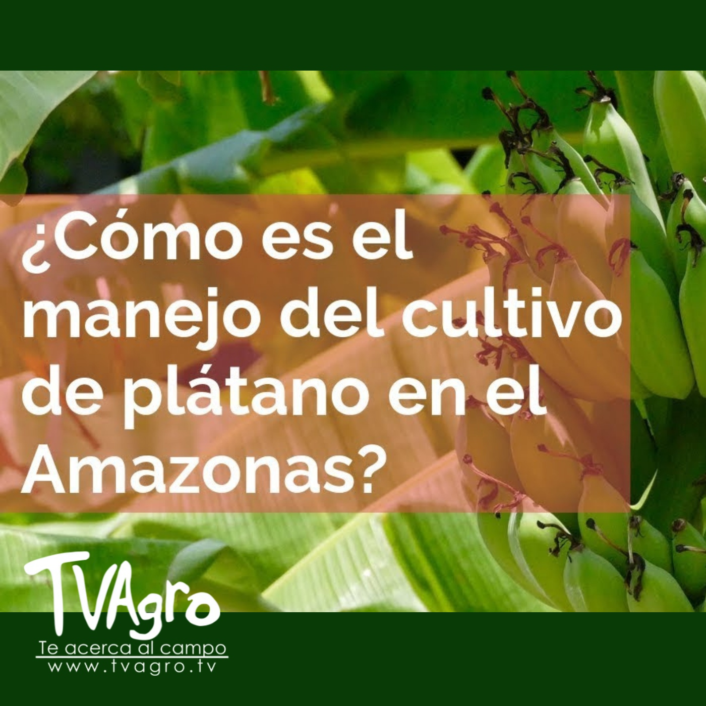 TV AGRO