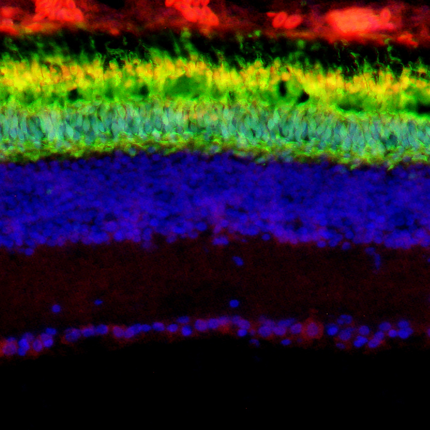 Fotciencia18