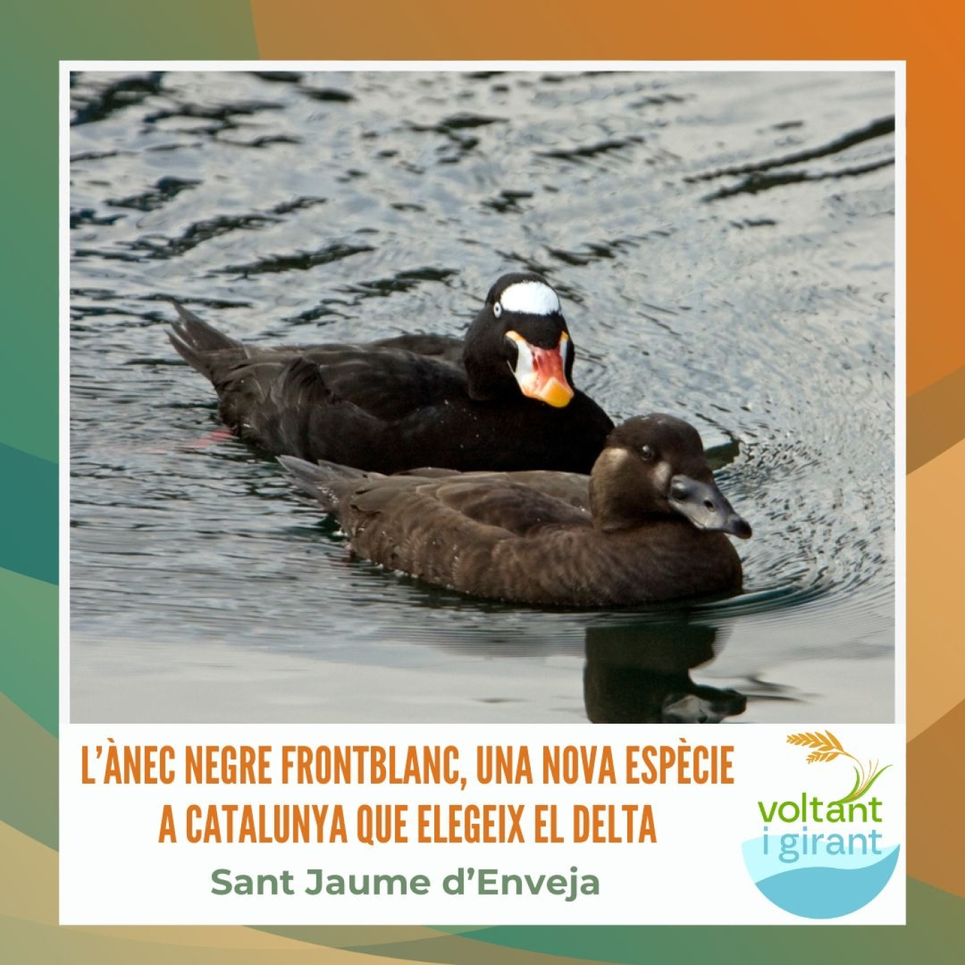Voltant i Girant