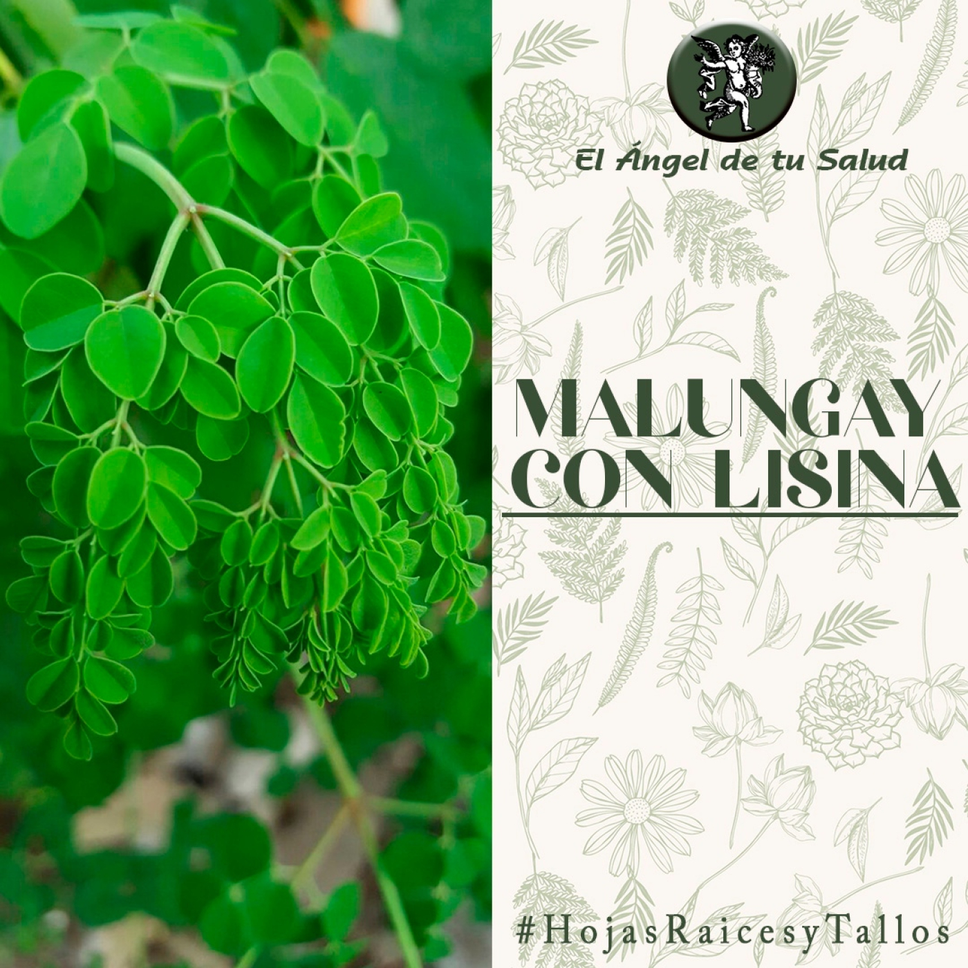 El Ángel de tu Salud - Malungay con Lisina** episode artwork