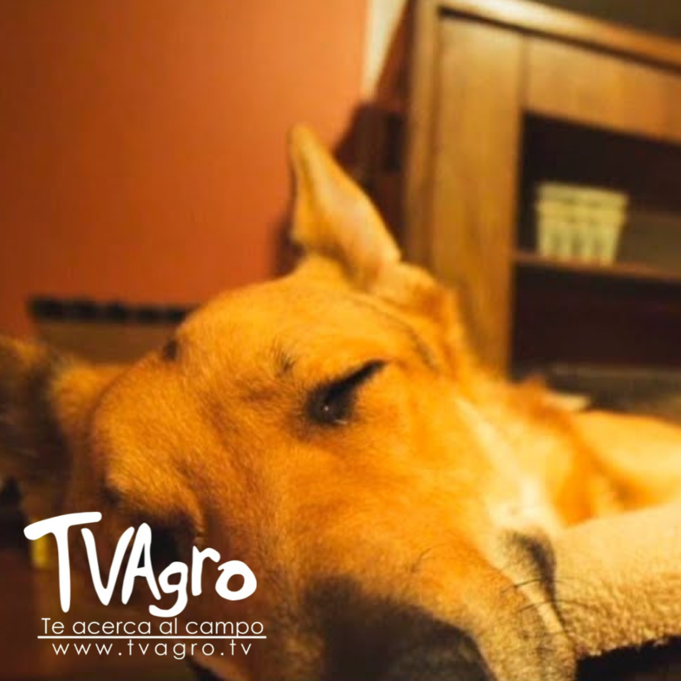 TV AGRO
