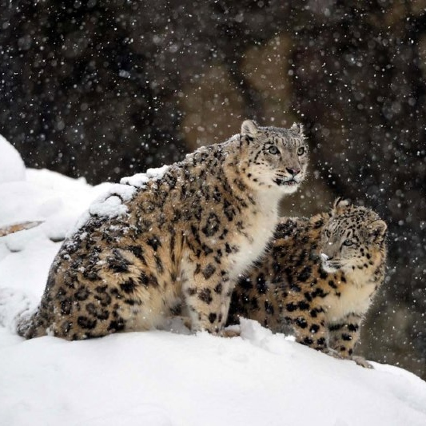 Conservar el leopardo de las nieves para mejorar el futuro de Nepal episode artwork