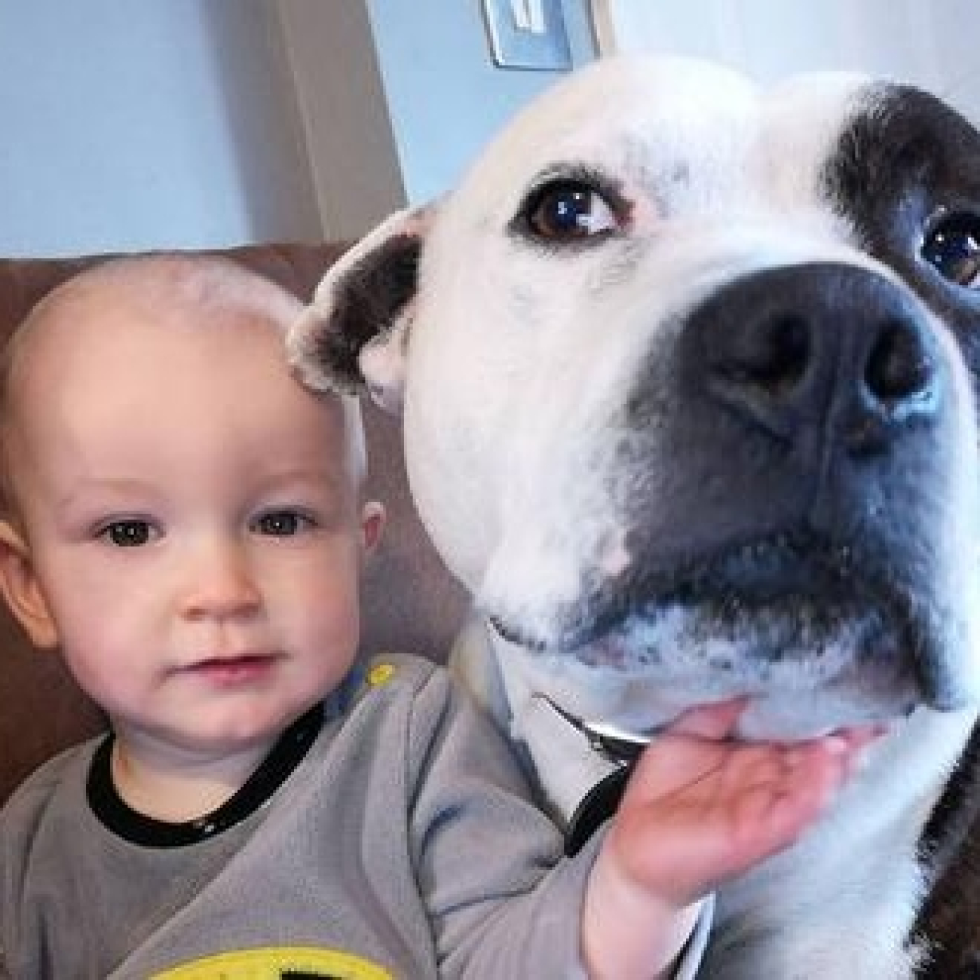 Cómo? un perro atacó a un niño y el encantador de perros argentino dice que habría que felicitarlo??? episode artwork