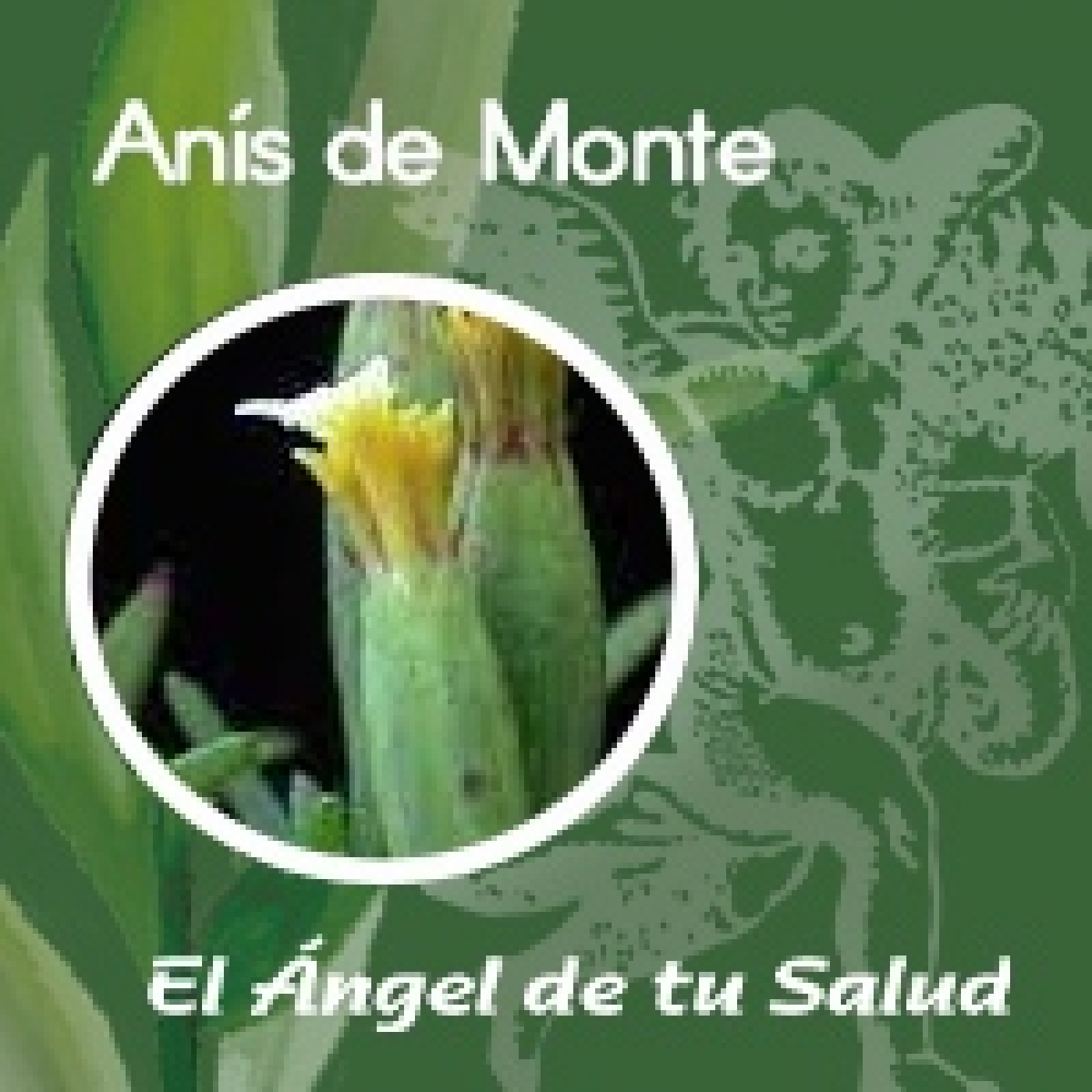 El Ángel de tu Salud - Anís de Monte ** episode artwork