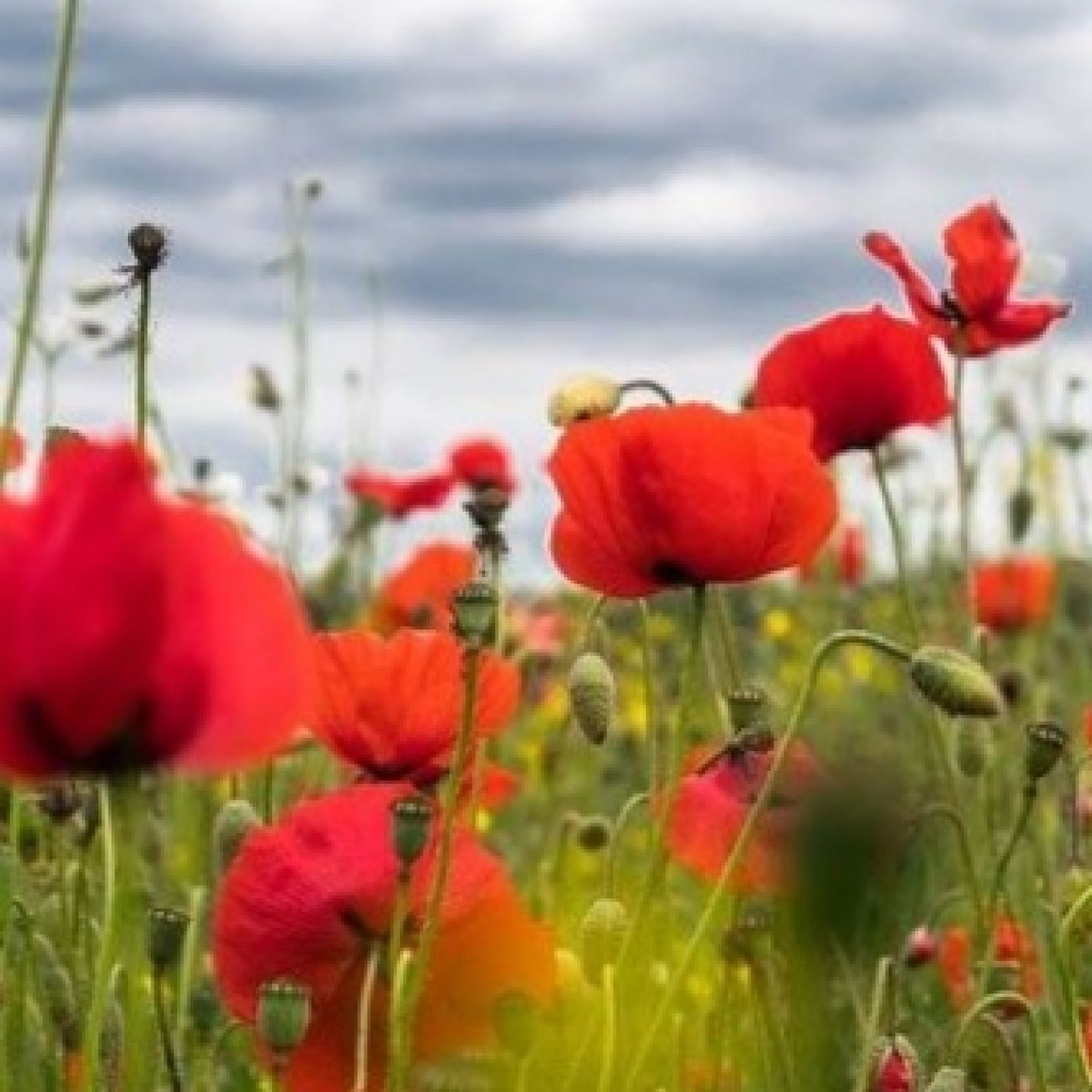 Preludio de primaveras