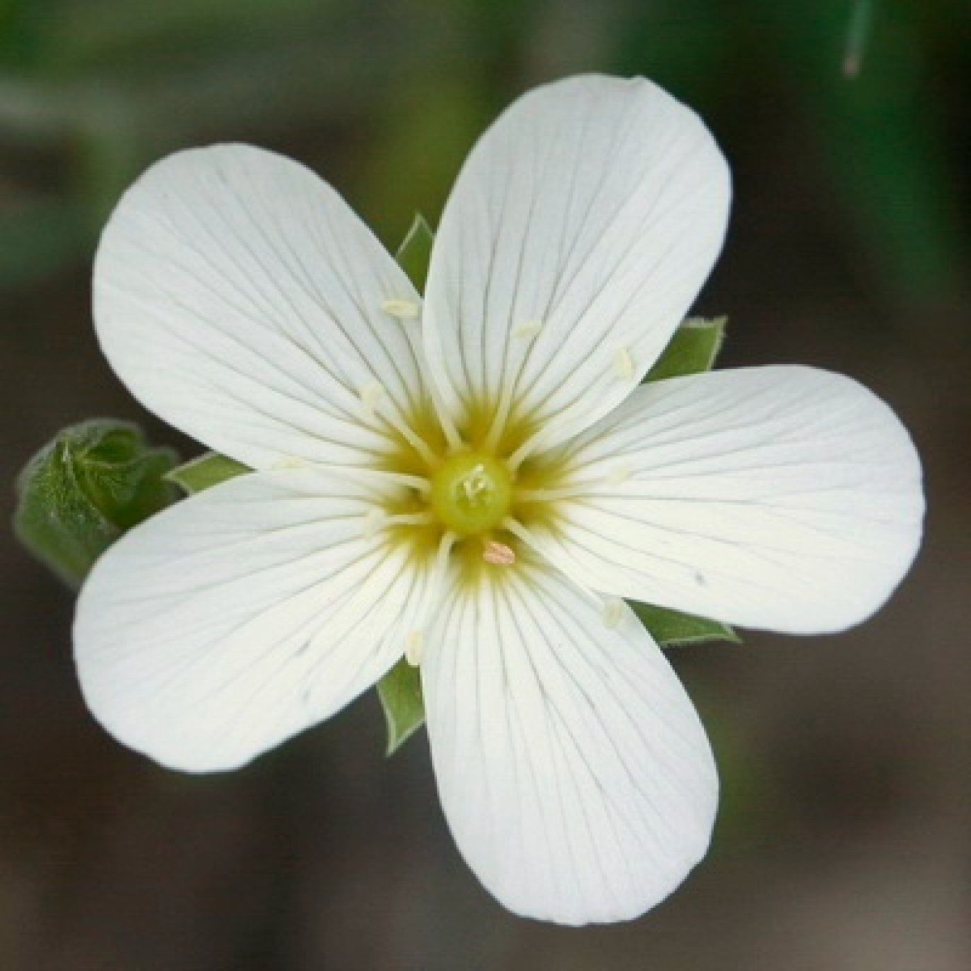 El número 5, la primavera, las flores y los números primos
