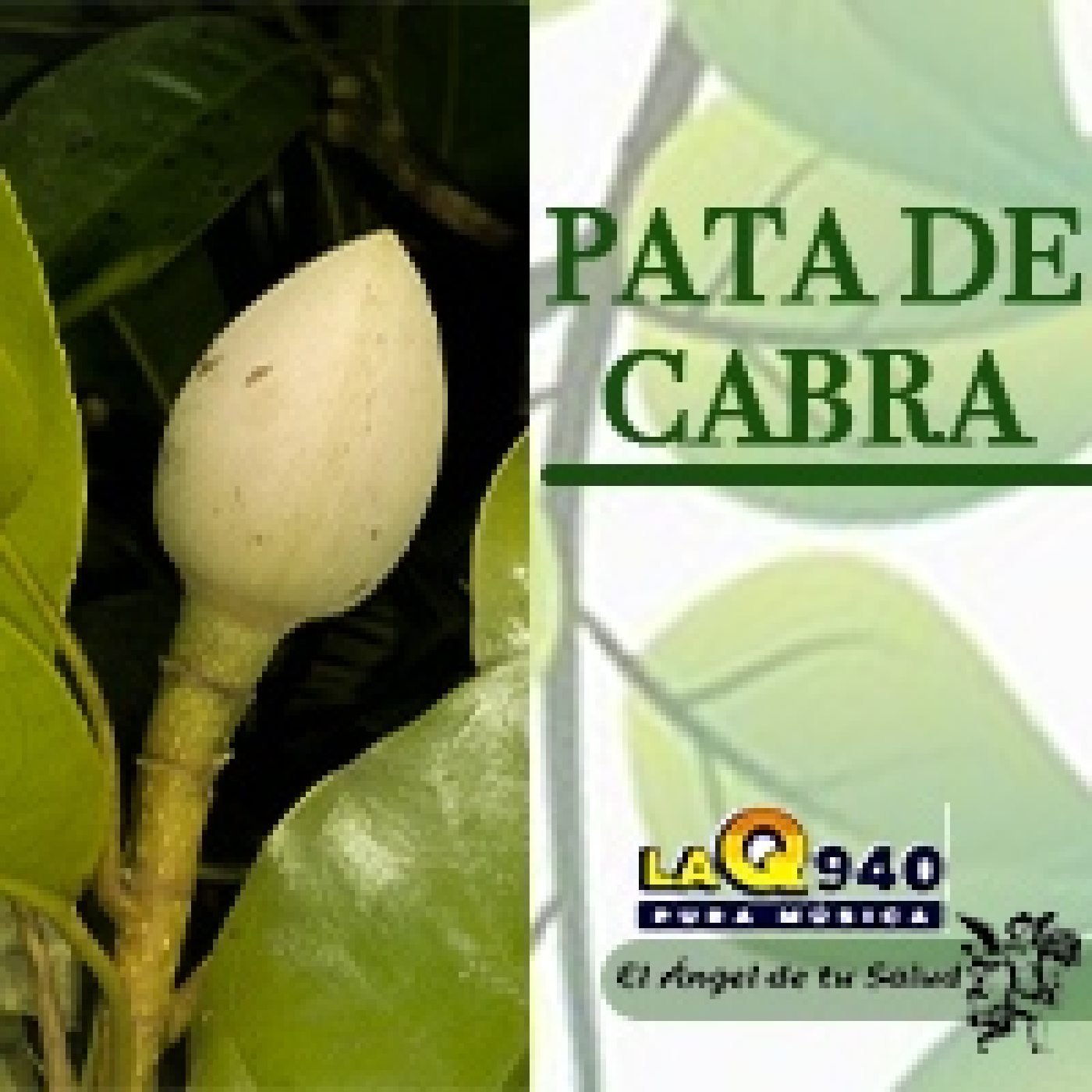 El Ángel de tu Salud - Pata de Cabra** episode artwork