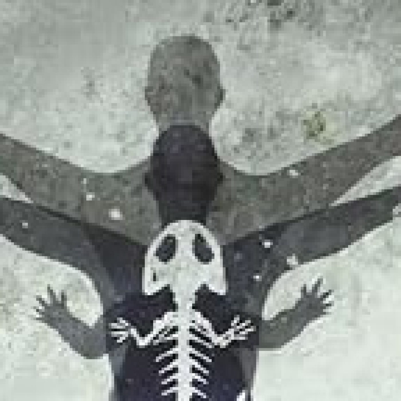 LDD19x30 – Cuerpo y evolución. El origen de las partes de nuestro cuerpo