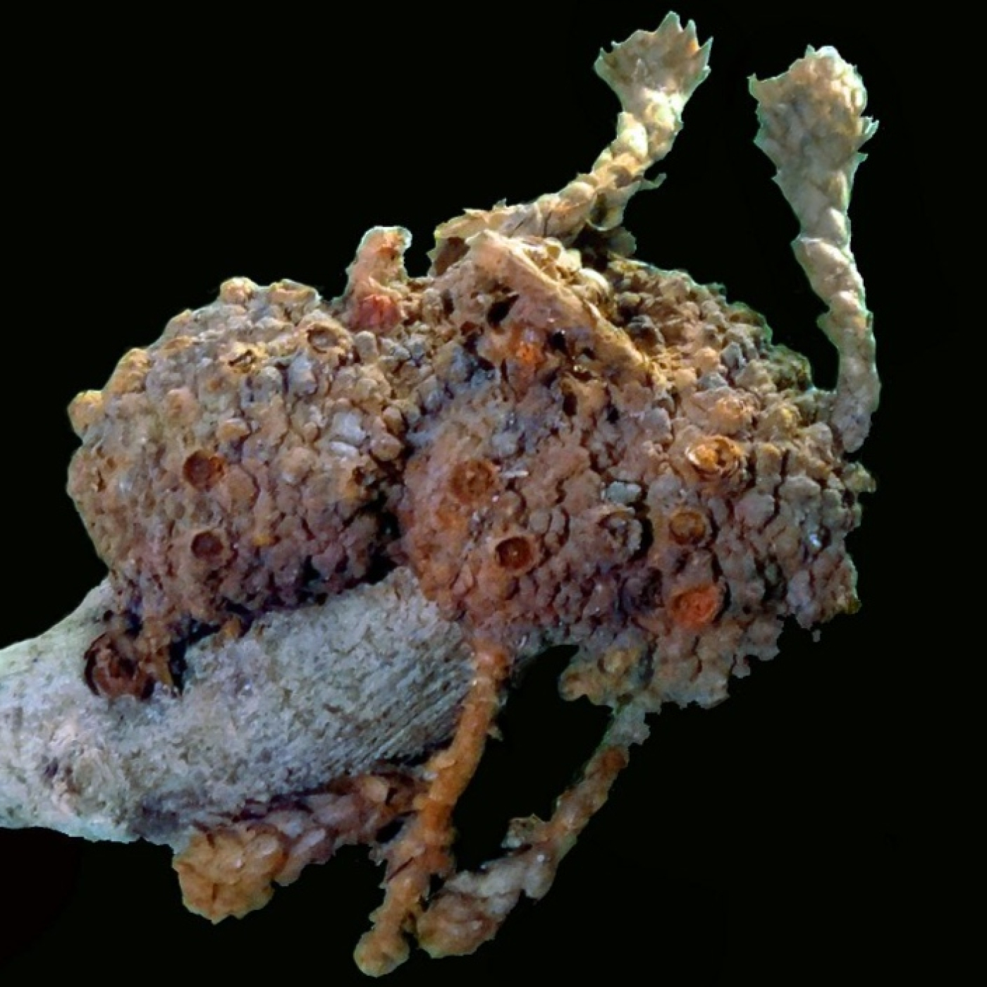 L\'Espai de l\'Home Curiós (La República Santboiana)