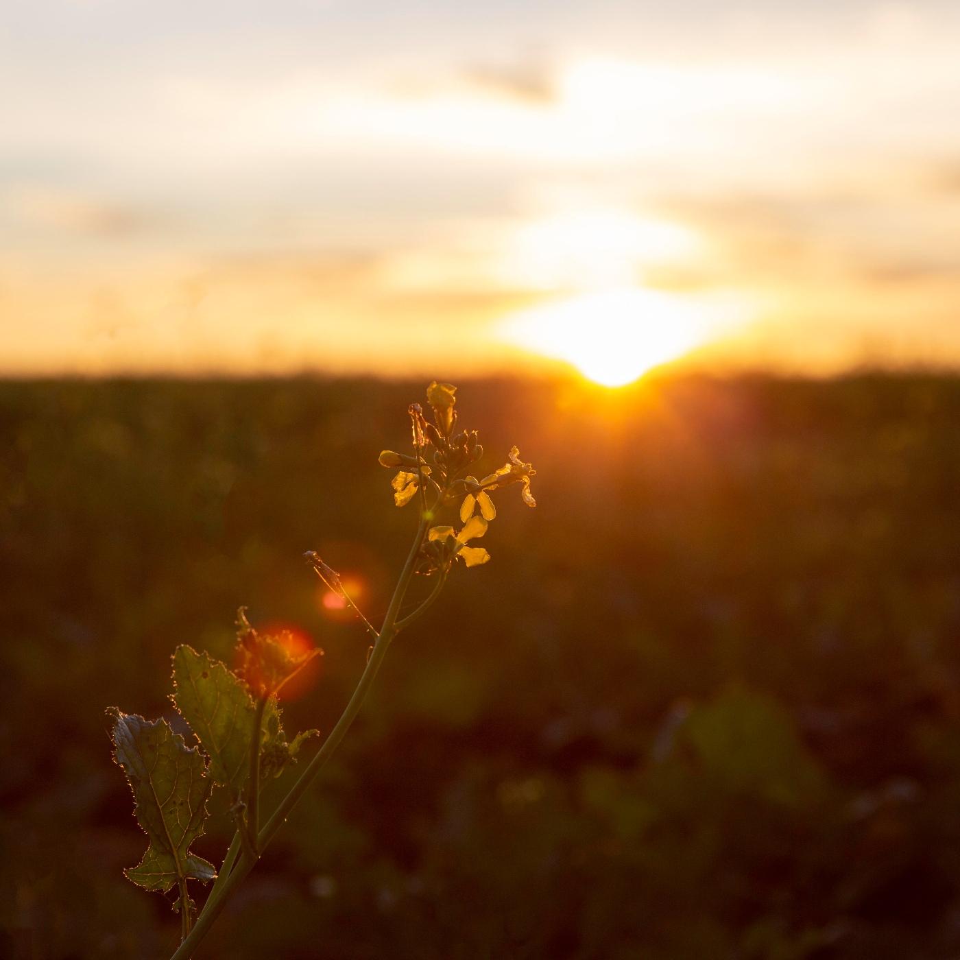 Meditaciones Canalizadas