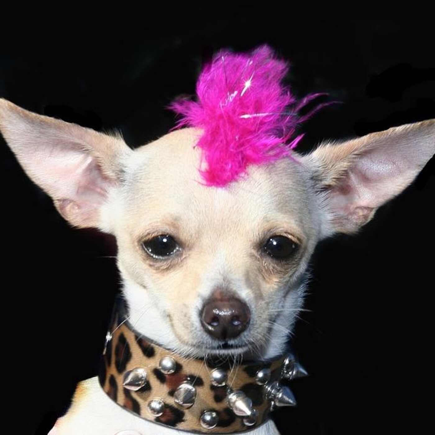Semental Chihuahua