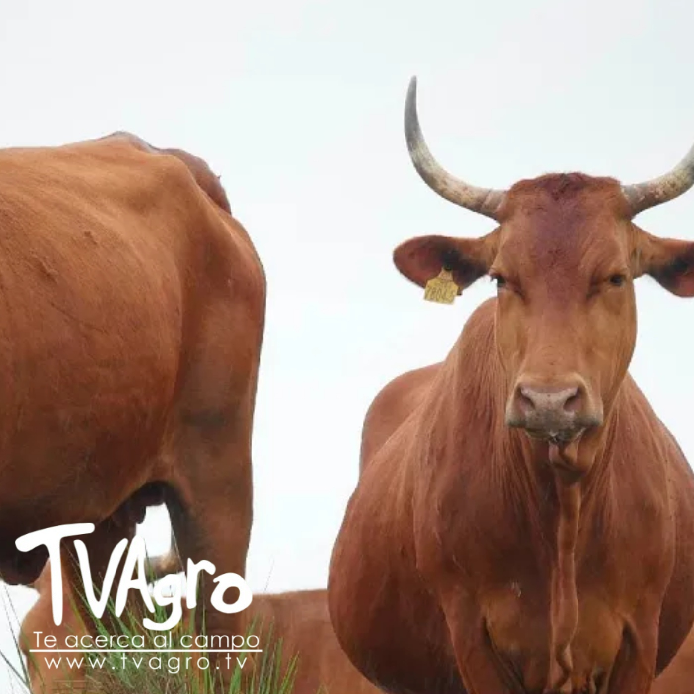 TV AGRO