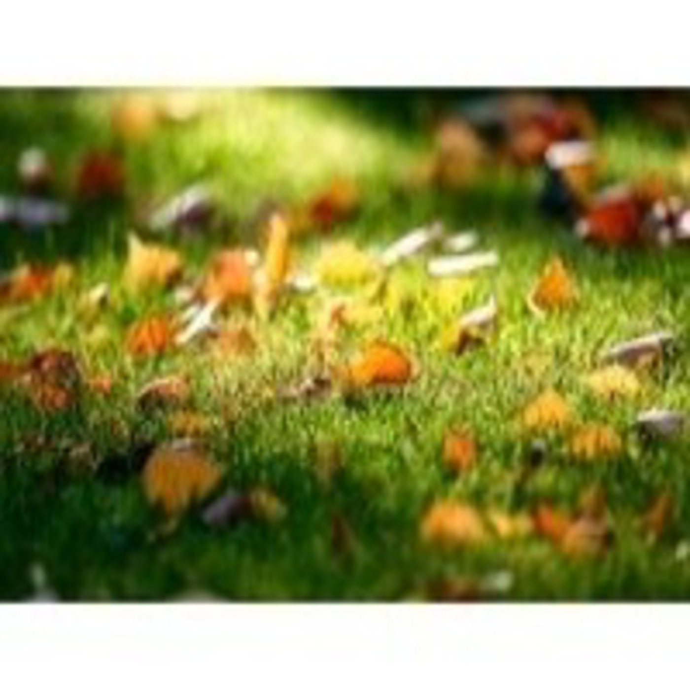 Podcast Audio Lecturas Nerim