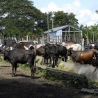 Ganaderos de Madruga reportan sobrecumplimiento en la entrega de leche y carne