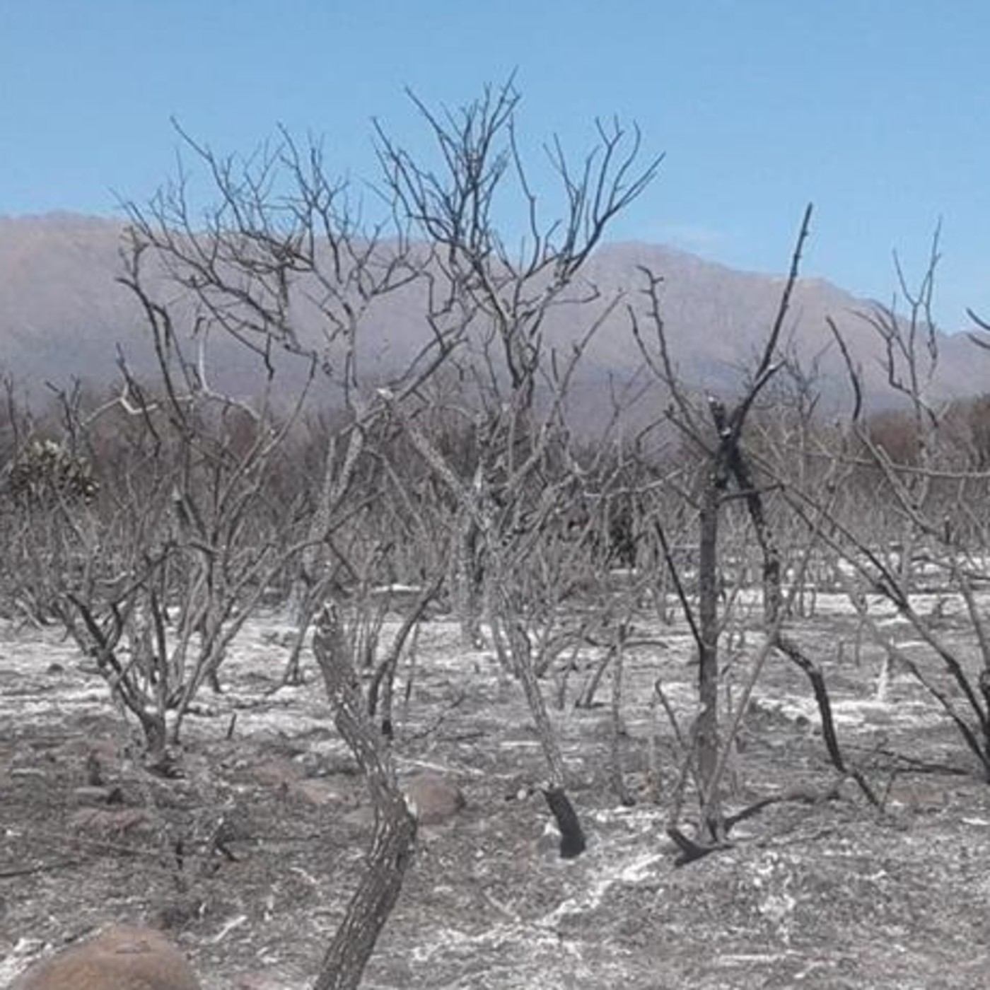 Cobertura del #Incendio del #Basural de #CapillaDelMonte (2/2) episode artwork