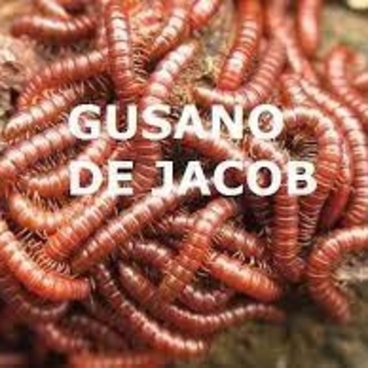 Gusano de Jacob (Carmesí)