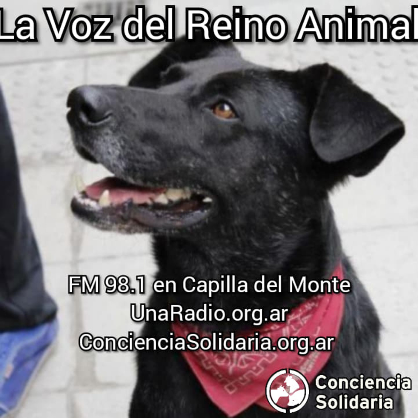 ¡#LaVozDelReinoAnimal! 15.11.19 episode artwork