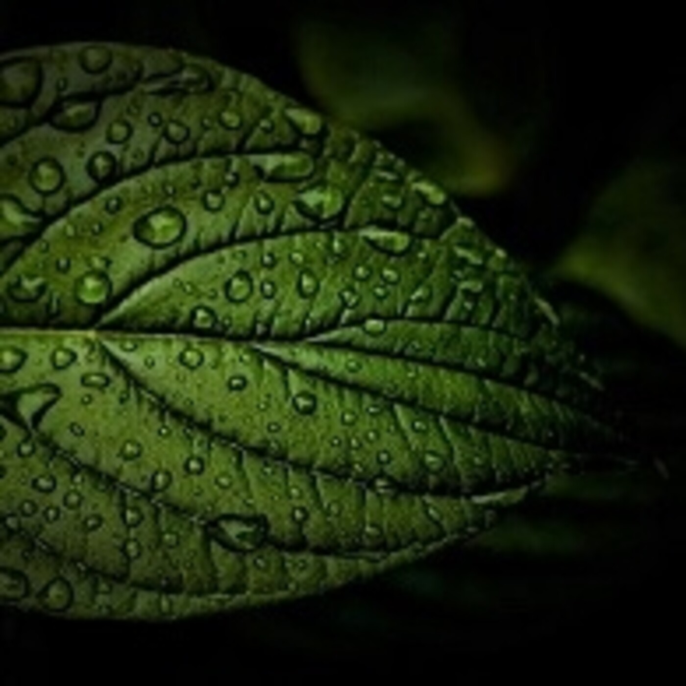 Bajo la lluvia