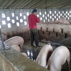 Recuperación porcina