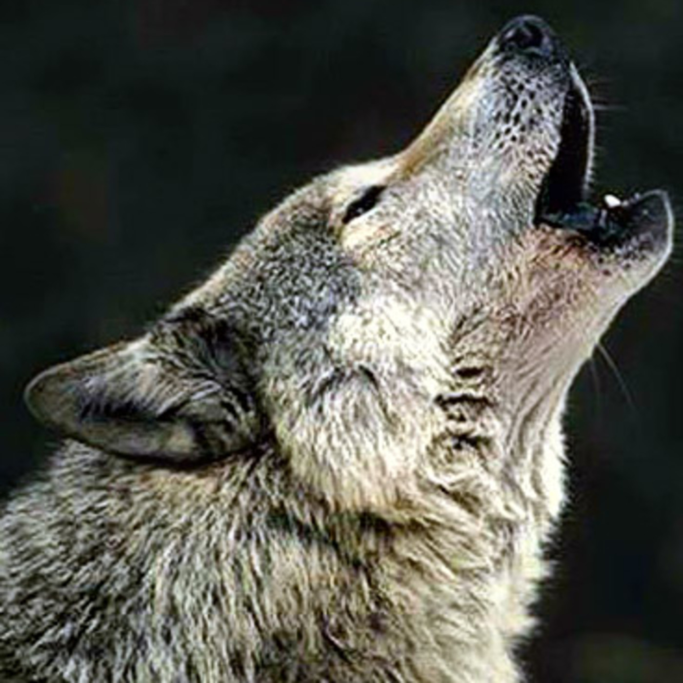 Radio Lobo