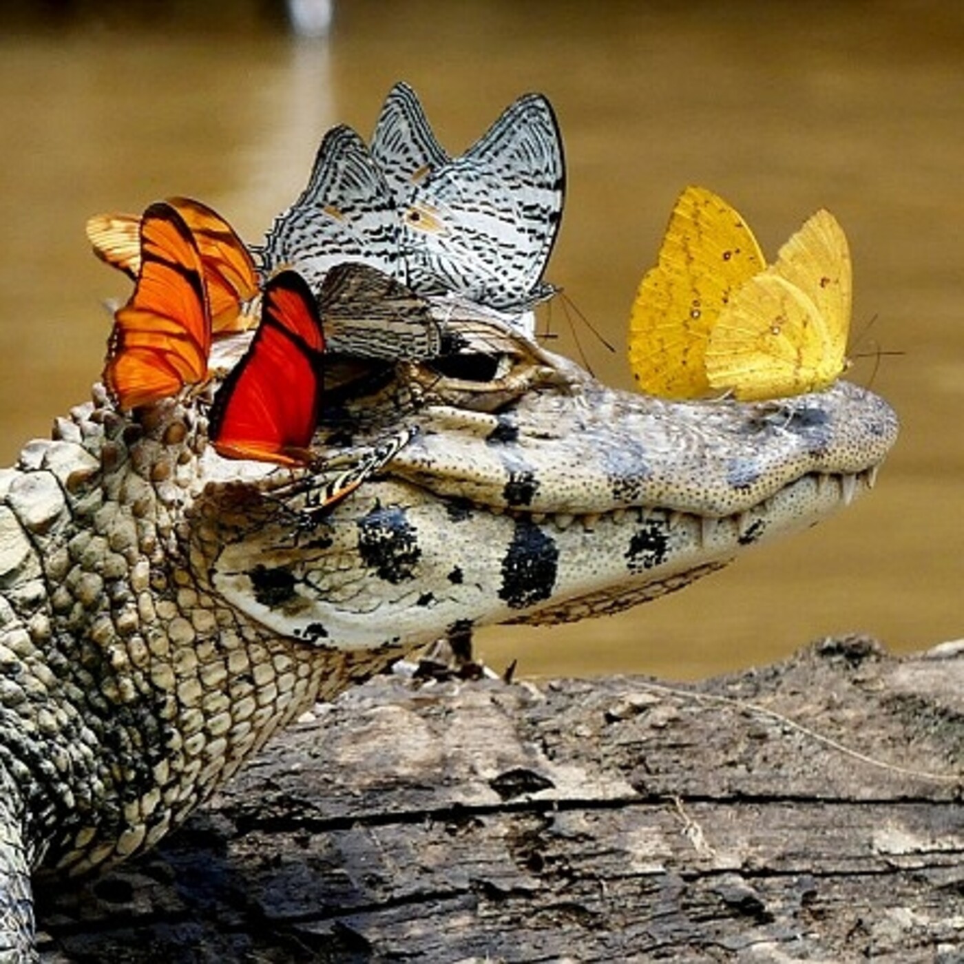 Caimanes por el Mundo