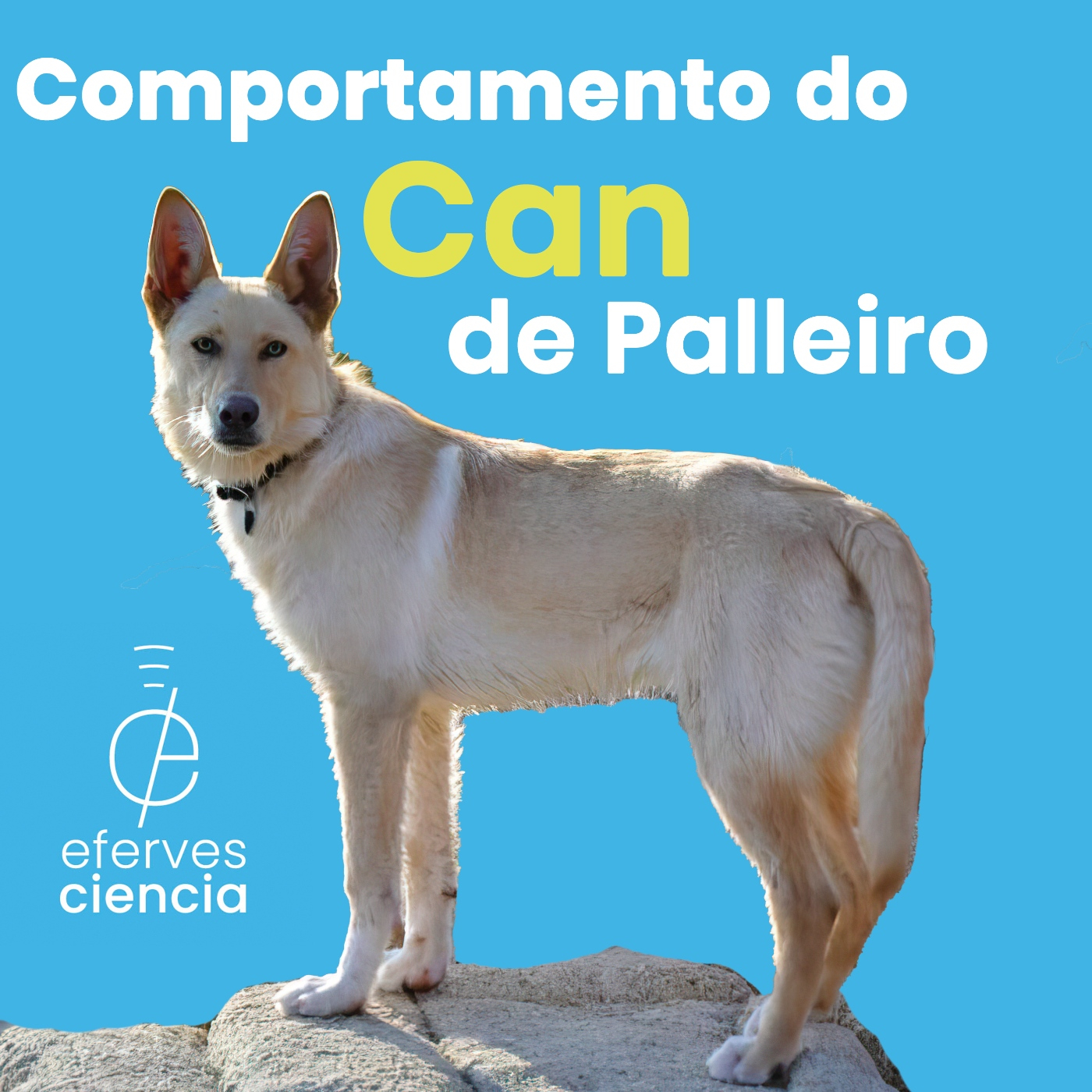 Efer 614 (25-12-22): Comportamento do can de palleiro episode artwork