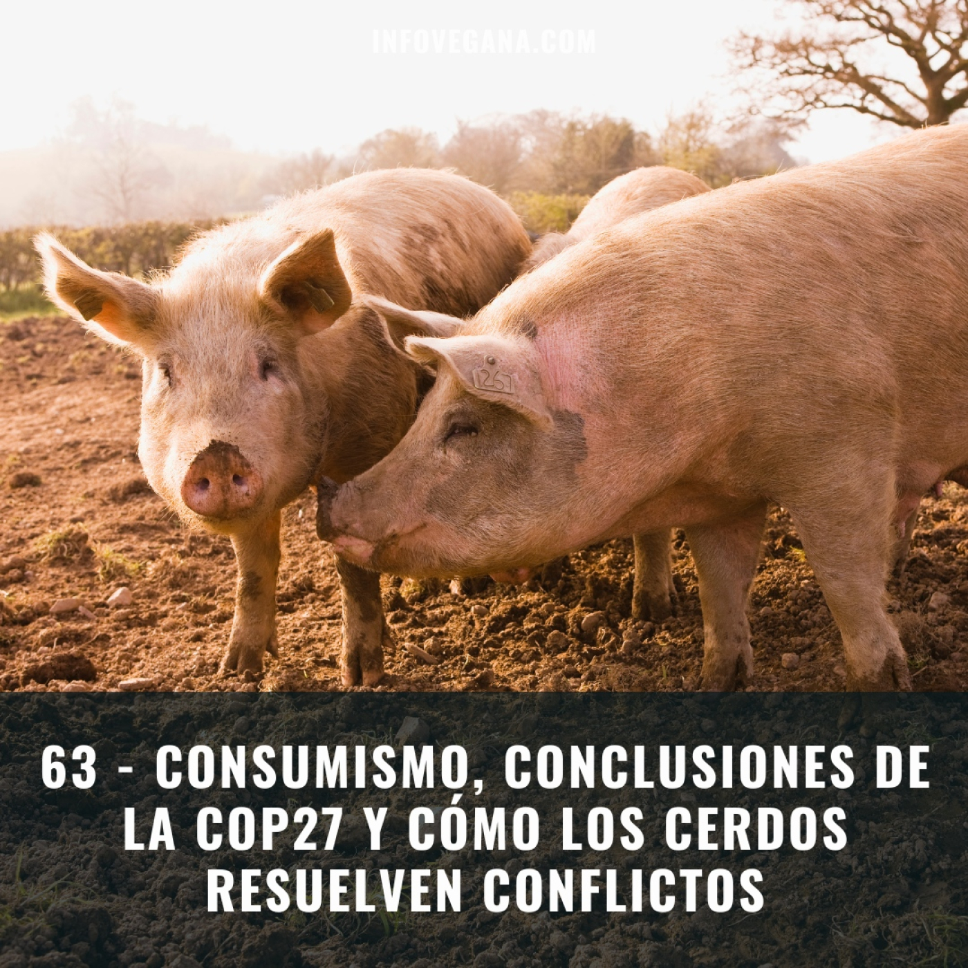 Infovegana, podcast de veganismo y sostenibilidad