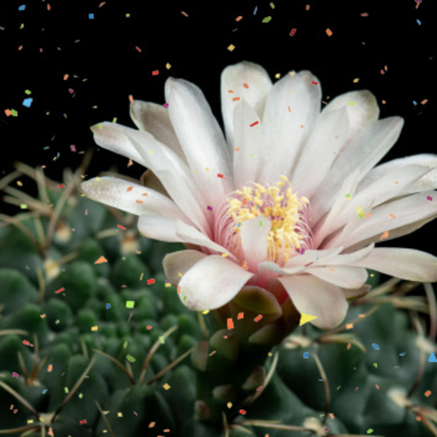 Cactus Confetti