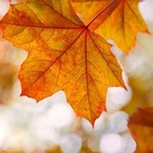 Otoño (Jordi San Nicolás) Audiolibro - Colaboración