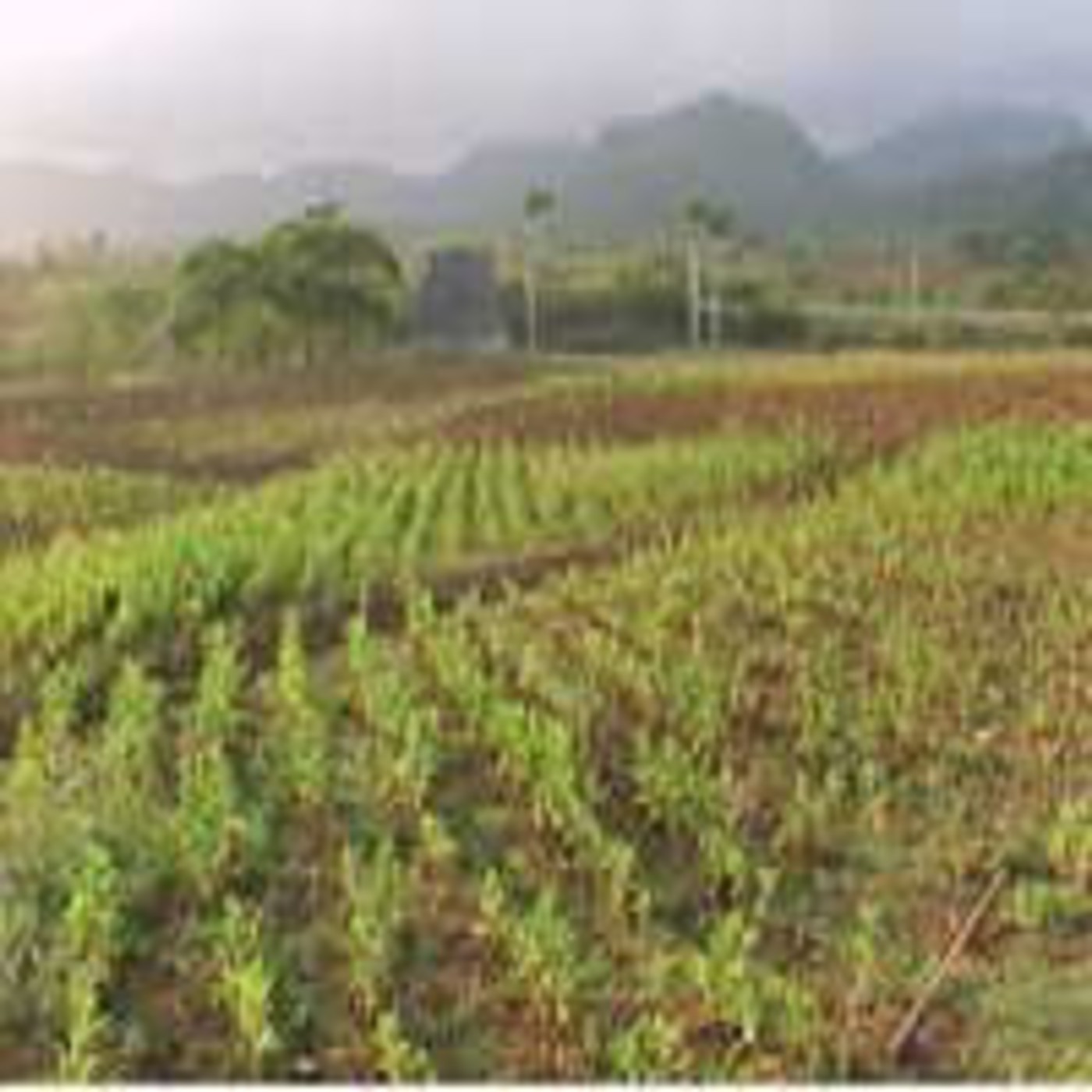 Podcast Pinchacarneiro