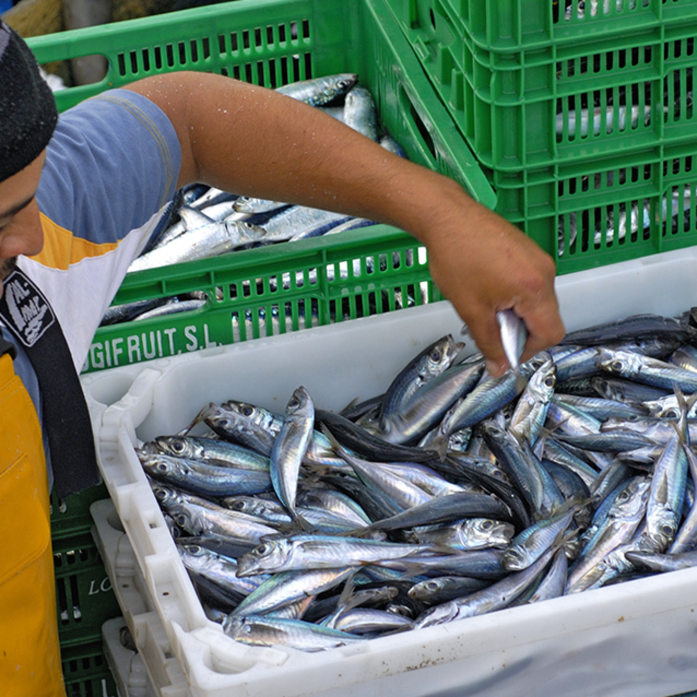 Pesca Tenerife