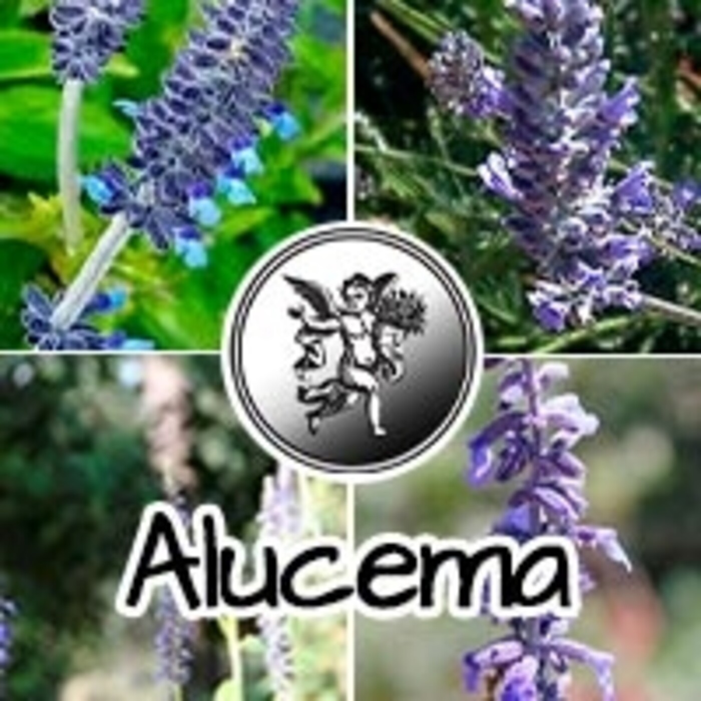 El Ángel de tu Salud - ALUCEMA